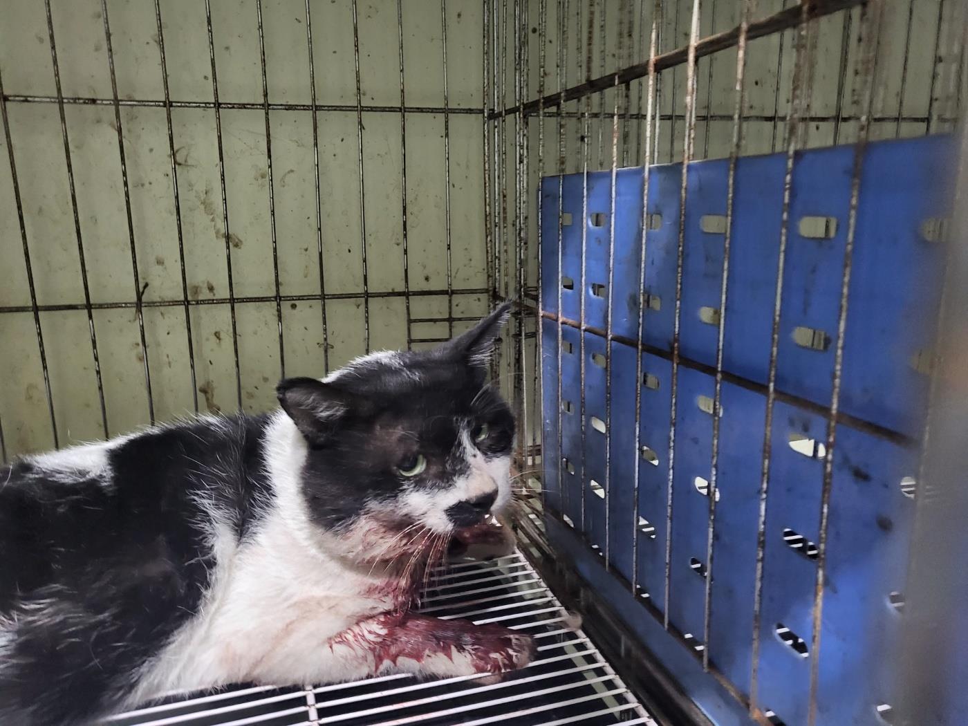 보호중 한국 고양이…
