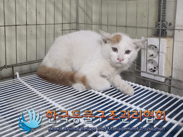 한국동물구조관리협회_411312202300569