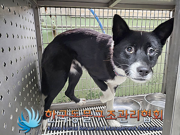 한국동물구조관리협회_441560202301076