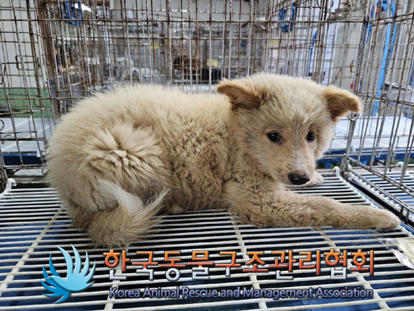 한국동물구조관리협회_441409202301421