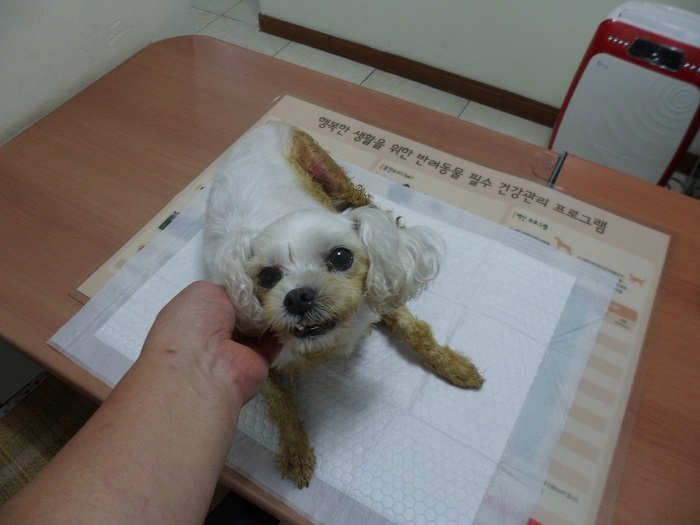 강현림동물병원_411314202300485