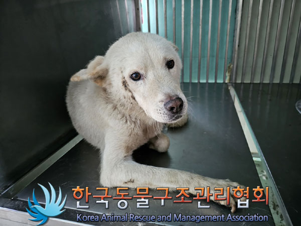 종료(자연사) 믹스…