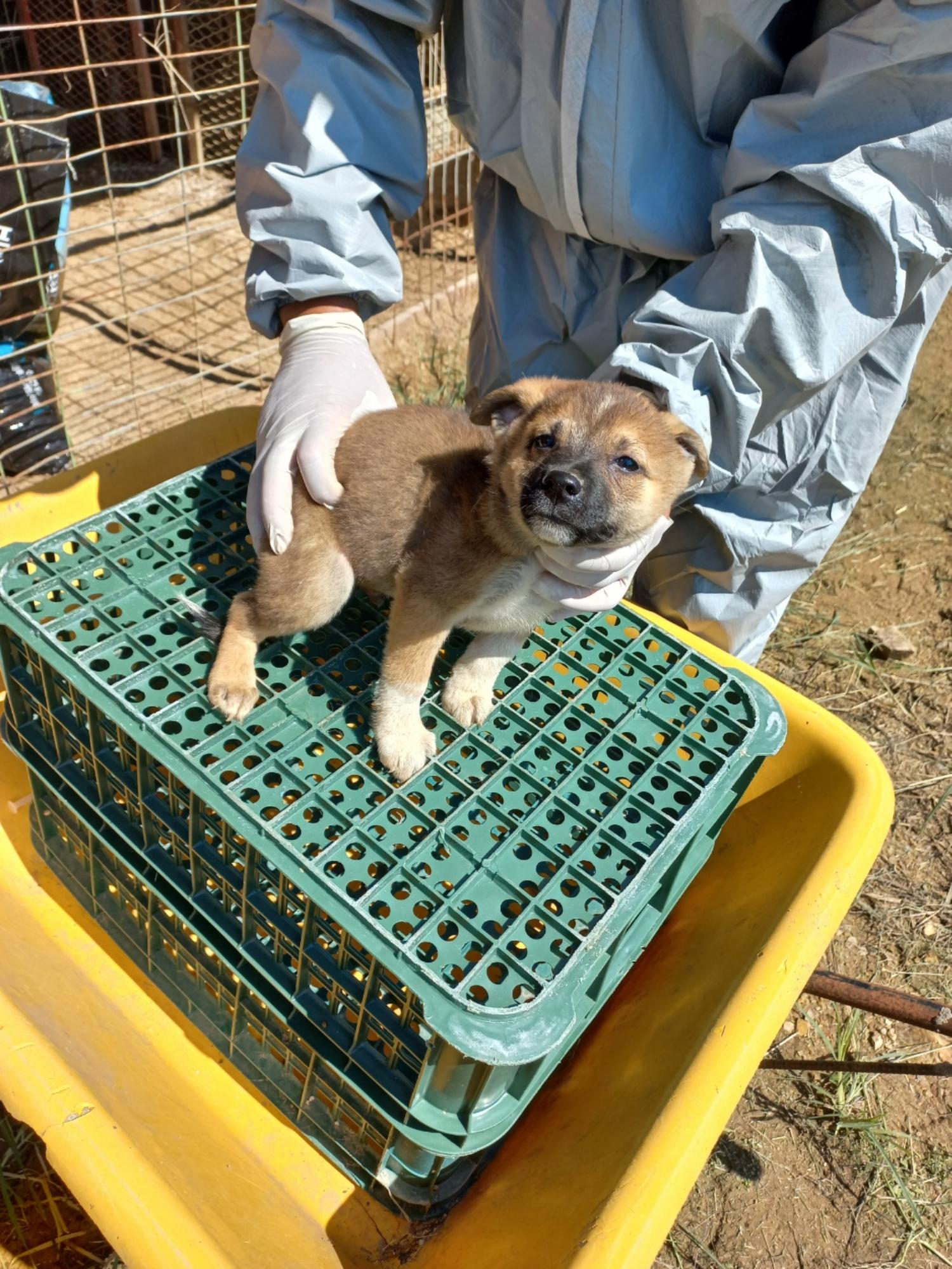 완주군유기동물보호소_445472202300371