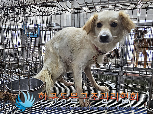 한국동물구조관리협회_441560202301075