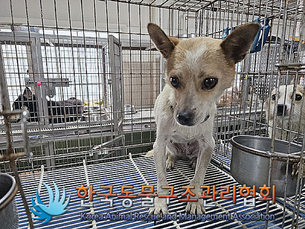 한국동물구조관리협회_441560202301077