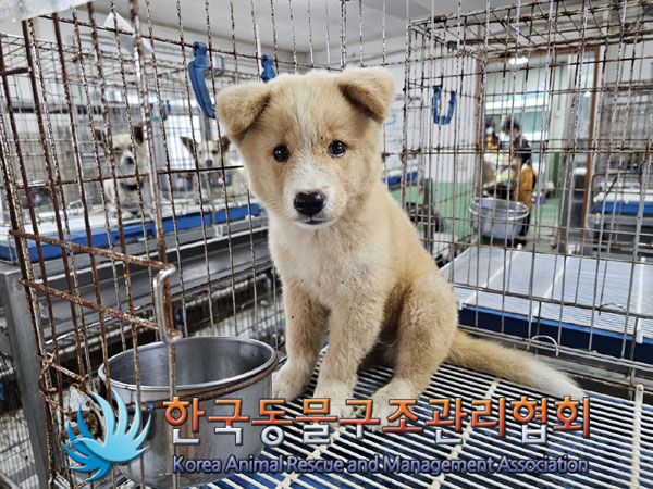 한국동물구조관리협회_441414202300715