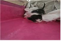 (사)유기동물및동물보호관리협회_426339202300288