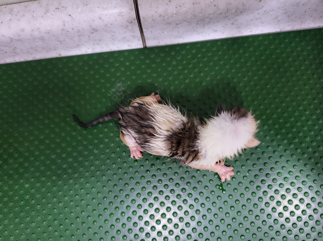 누리동물병원_426330202300380