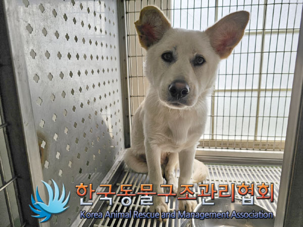 종료(반환) 믹스견…