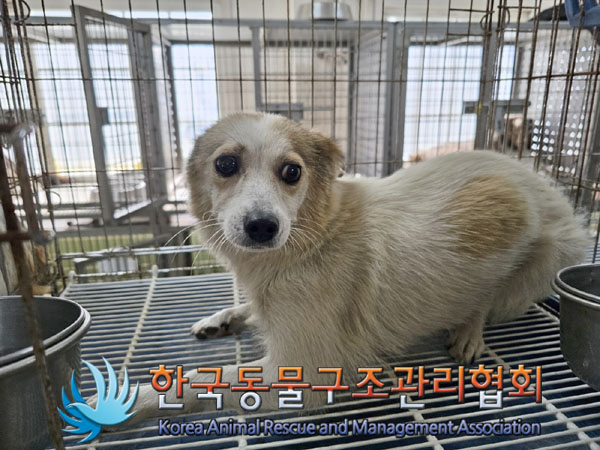 한국동물구조관리협회_441560202301078