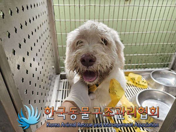 종료(반환) 믹스견…