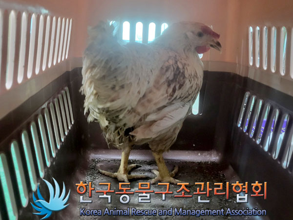 종료(자연사) 닭의…