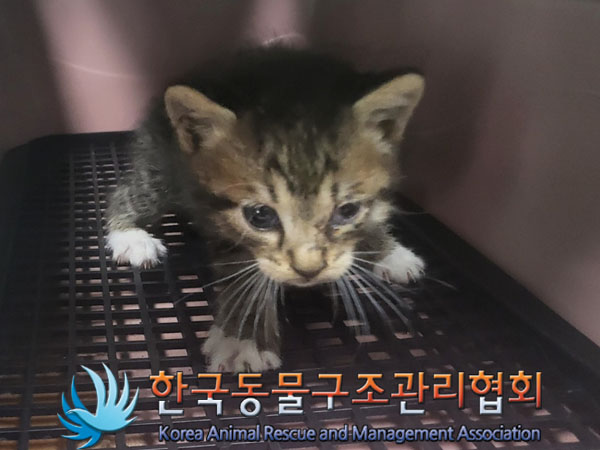 한국동물구조관리협회_441559202300921