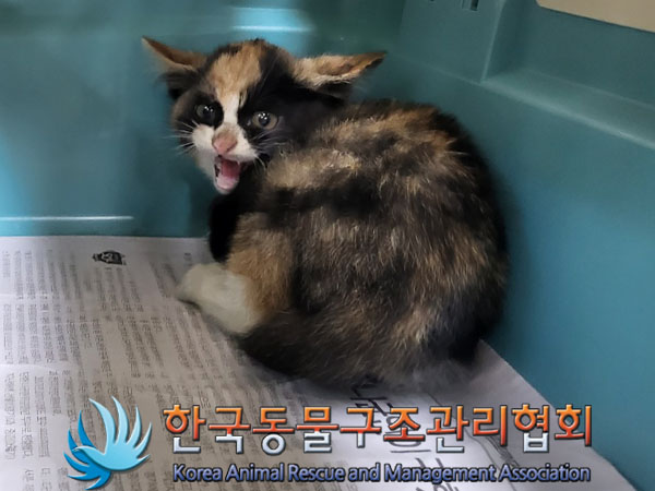 한국동물구조관리협회_411304202300589