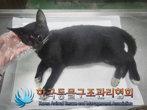 한국동물구조관리협회_441392202300186
