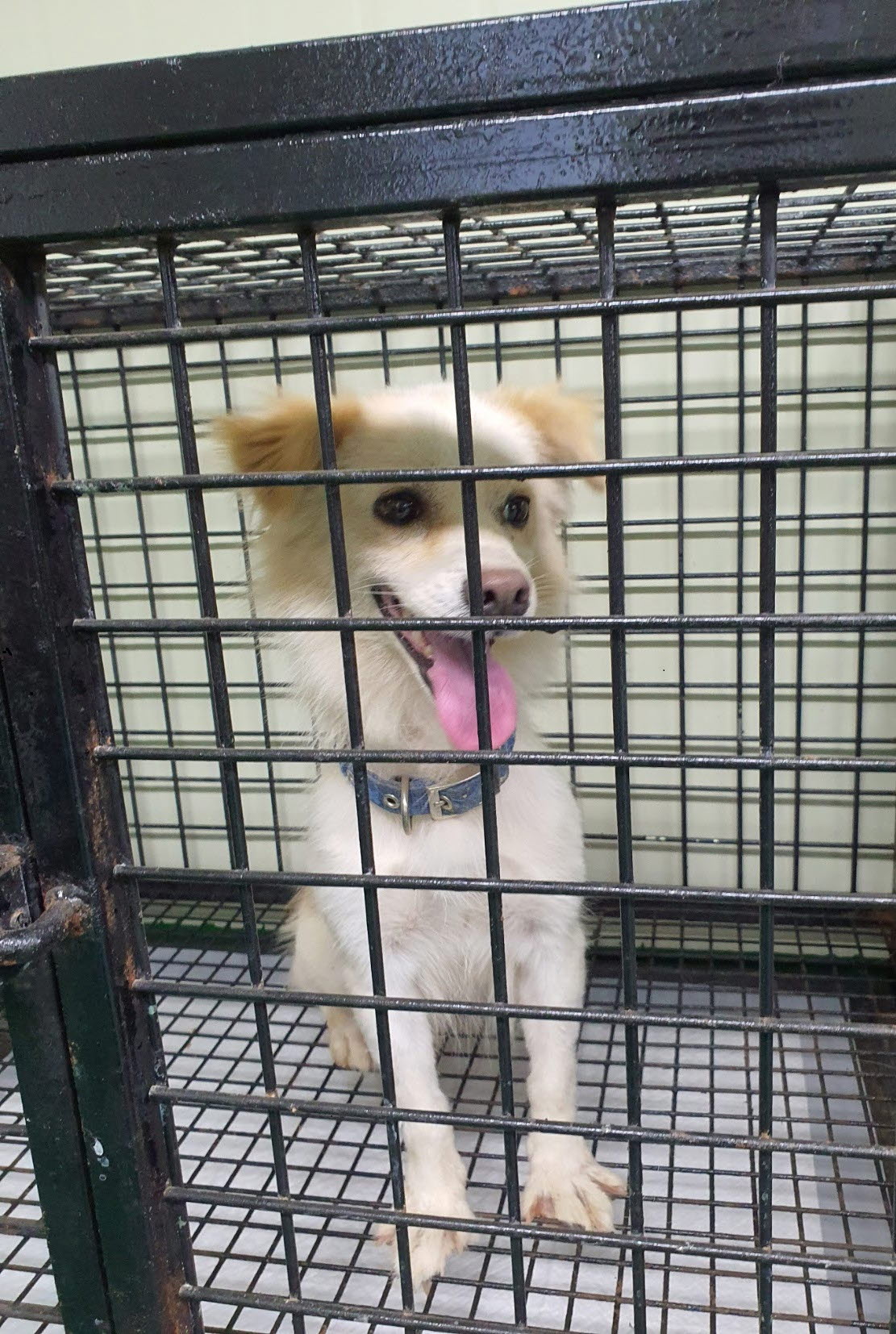 공주시 동물보호소_444450202300491