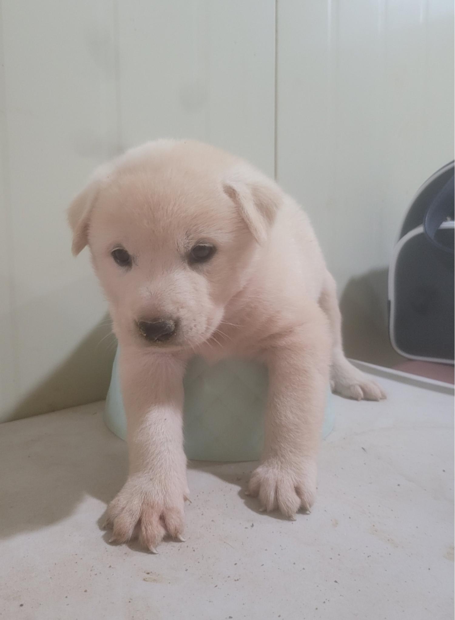 유기동물보호센터_447507202300099