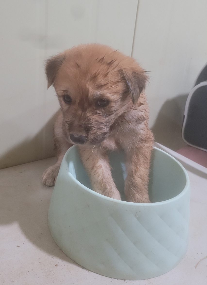 유기동물보호센터_447507202300100