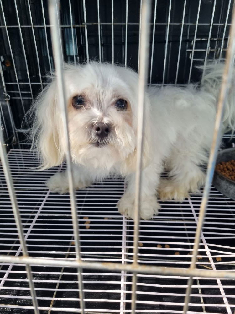 동해시유기동물보호소_442421202300238