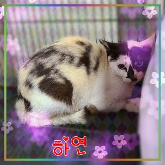 종료(방사) 믹스묘…