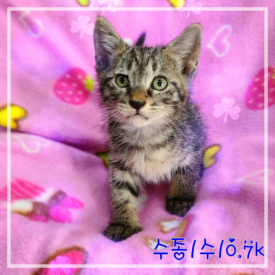 군산유기동물보호센터_445467202301877