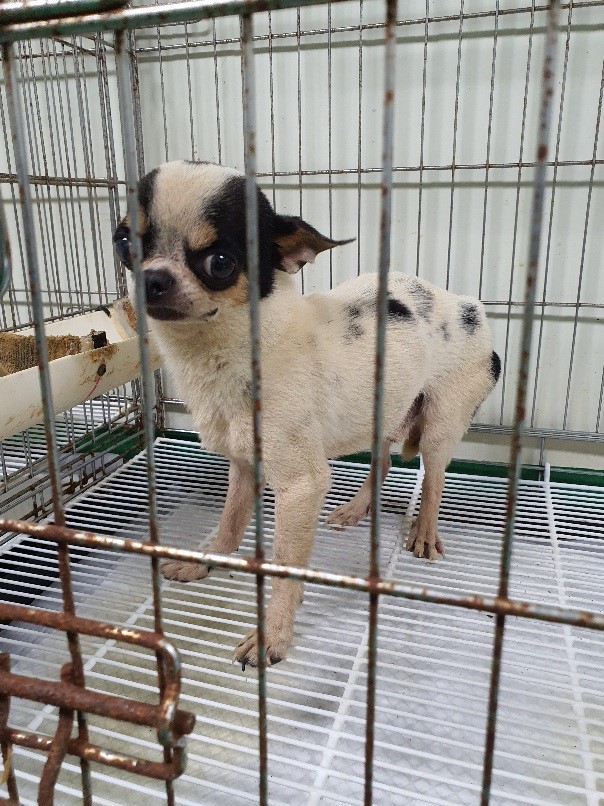 공주시 동물보호소_444450202300480
