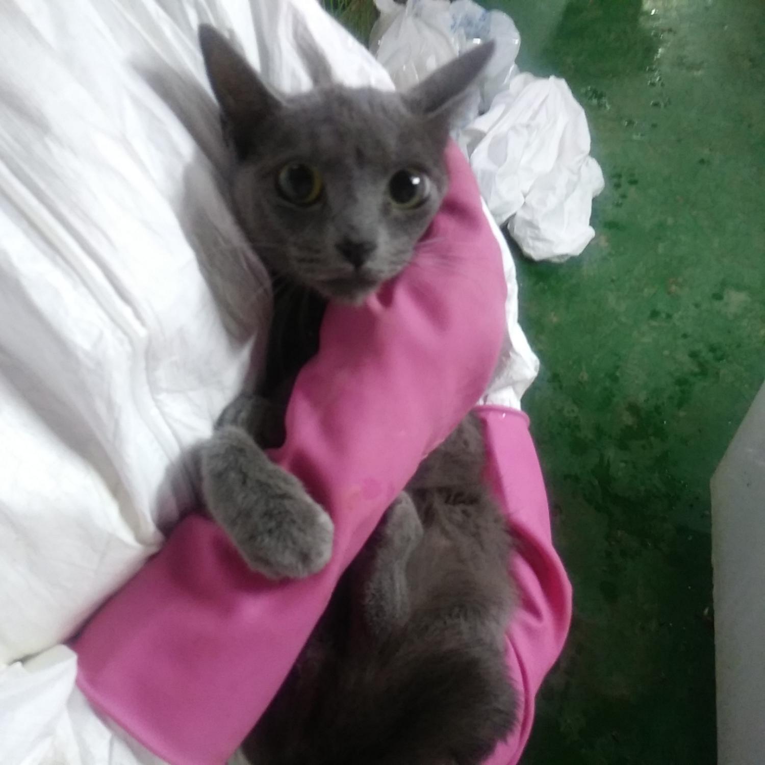 인천광역시수의사회_428351202300701
