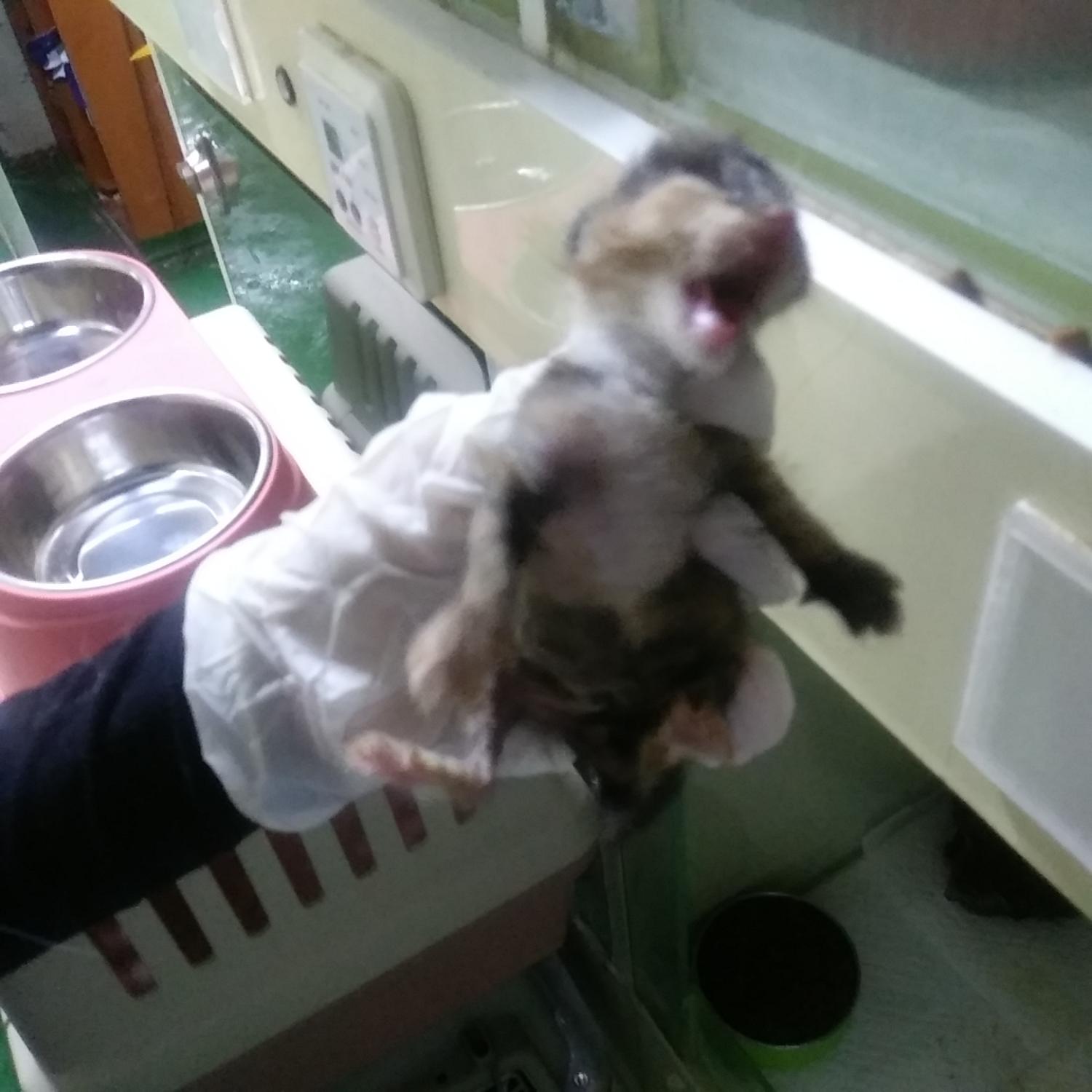 인천광역시수의사회_428352202300339