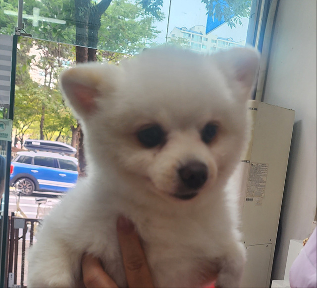 삼산종합동물병원_428354202301312