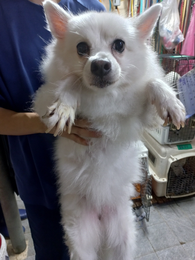 이성준동물병원_441408202301228