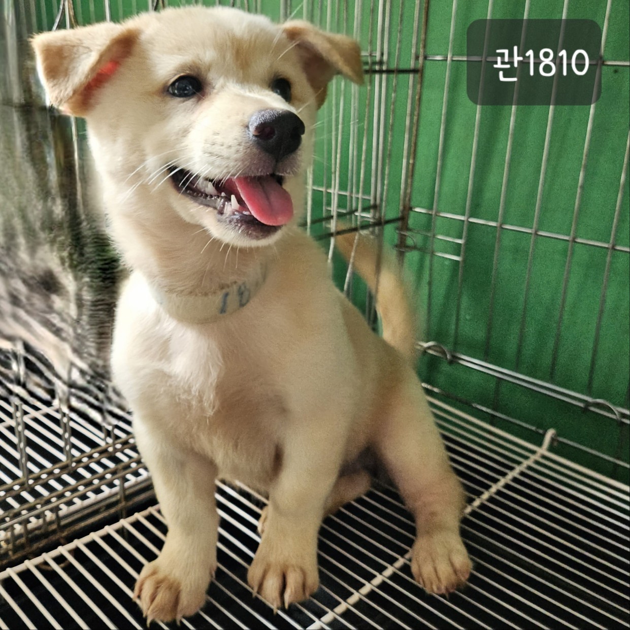 고양시동물보호센터_441394202301810