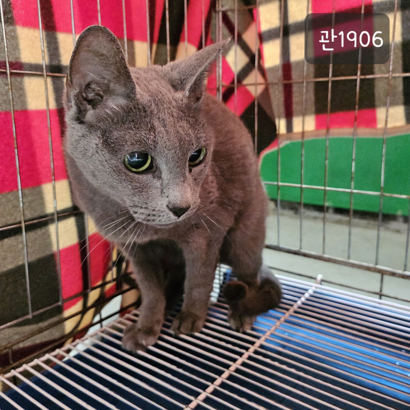 종료(입양) 러시안…