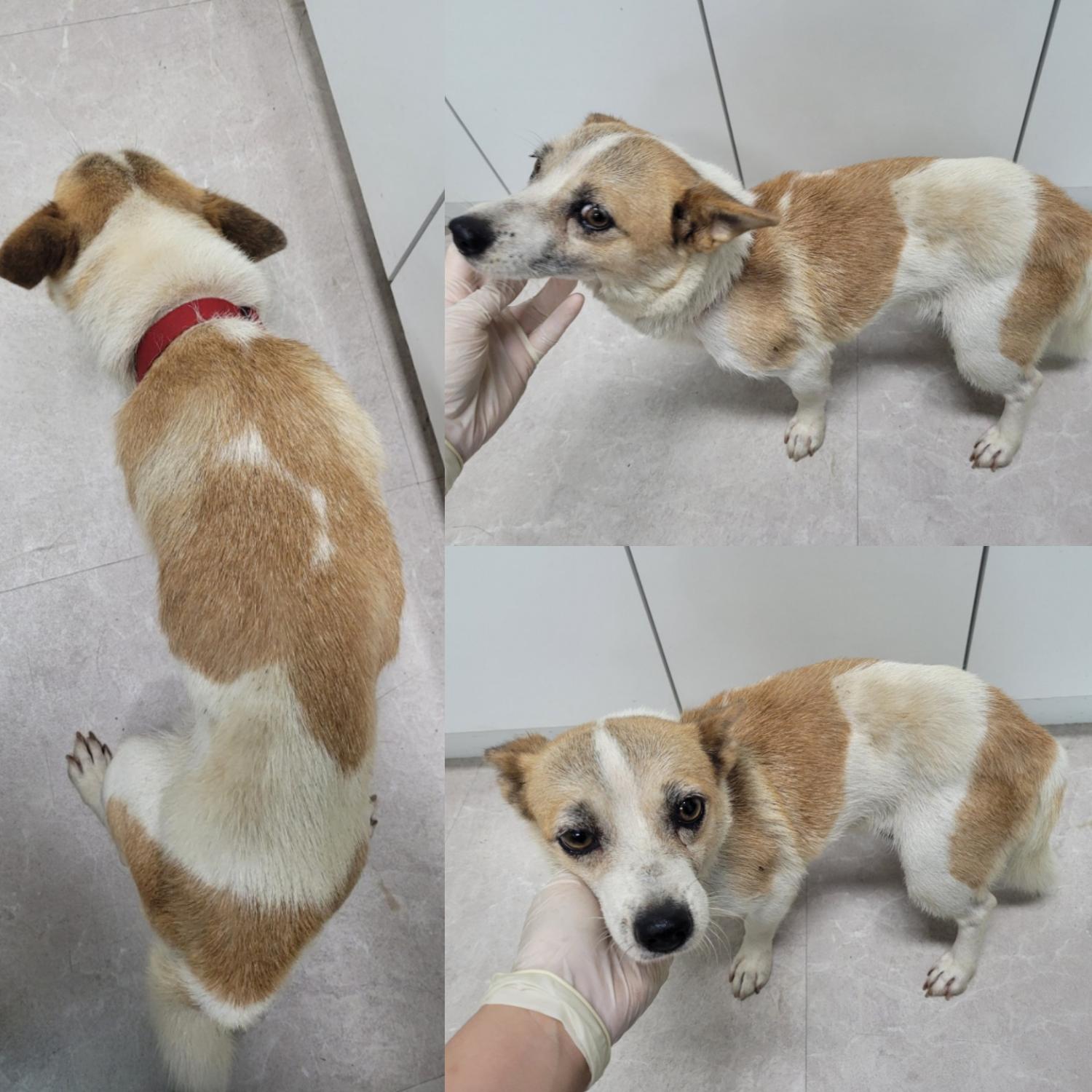 논산시 동물보호센터_444454202300788