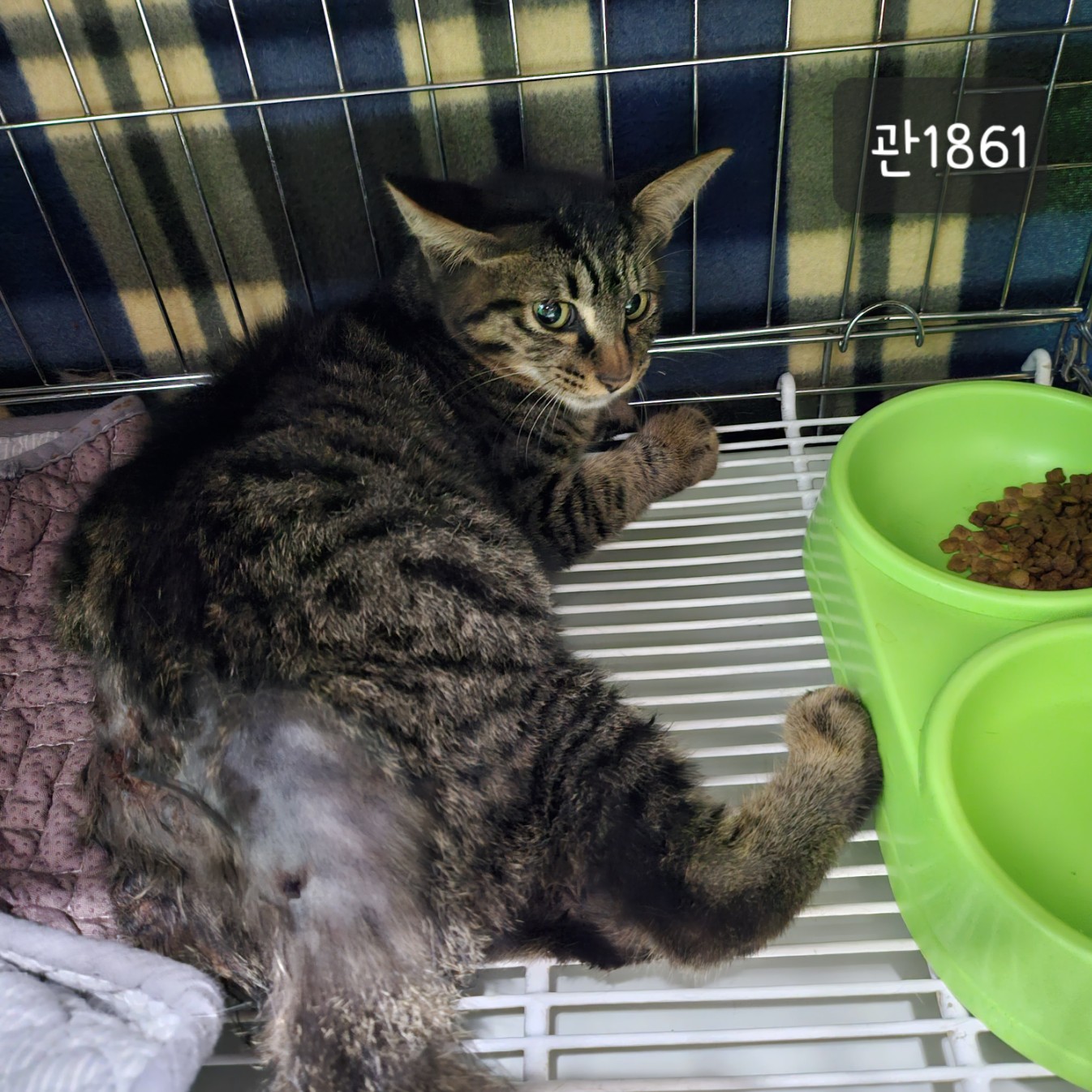 [고양이] 한국 고양이 경기-고양-2023-00695 유기동물 배경 이미지 입니다.