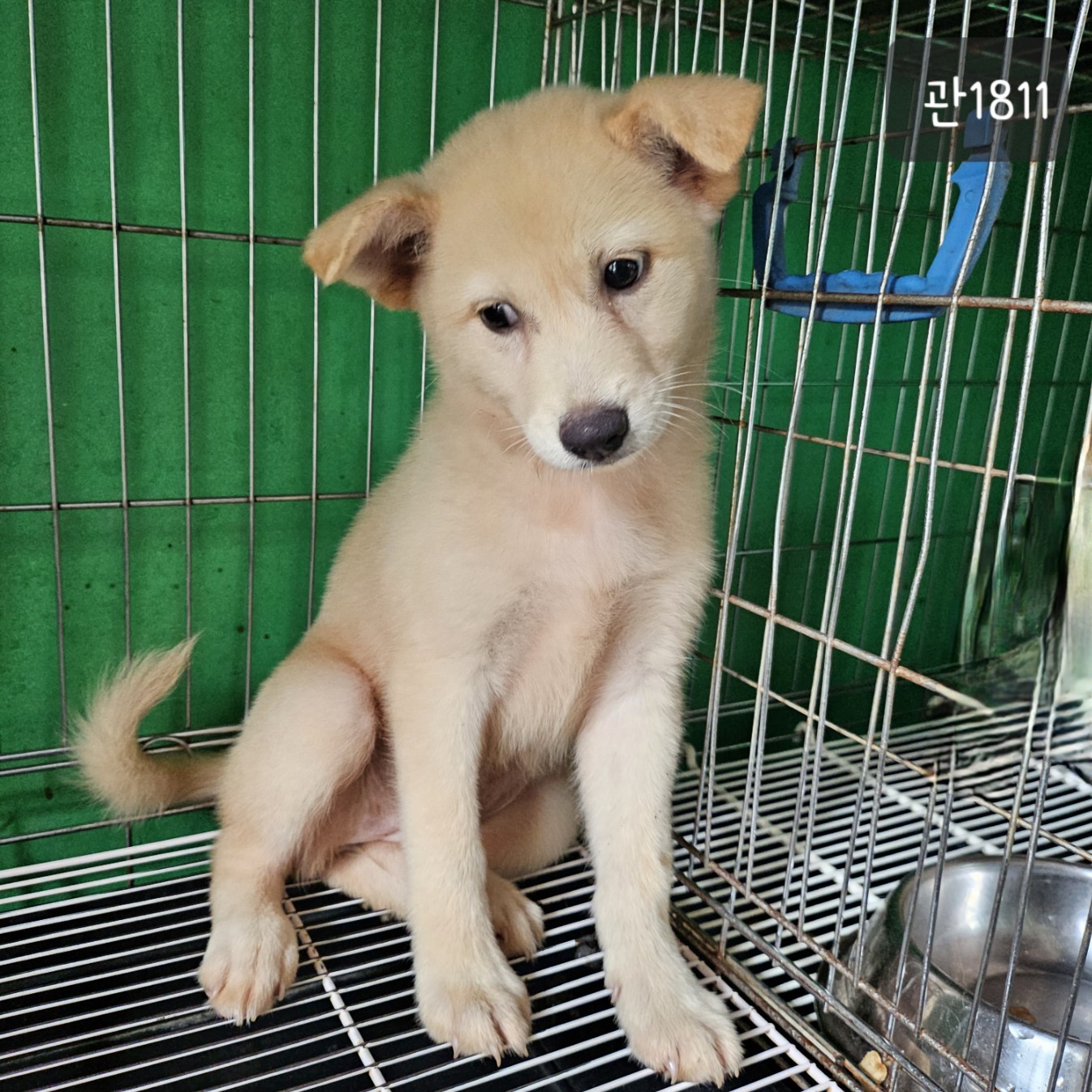 고양시동물보호센터_441394202301811