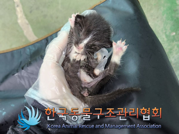 한국동물구조관리협회_441560202301080