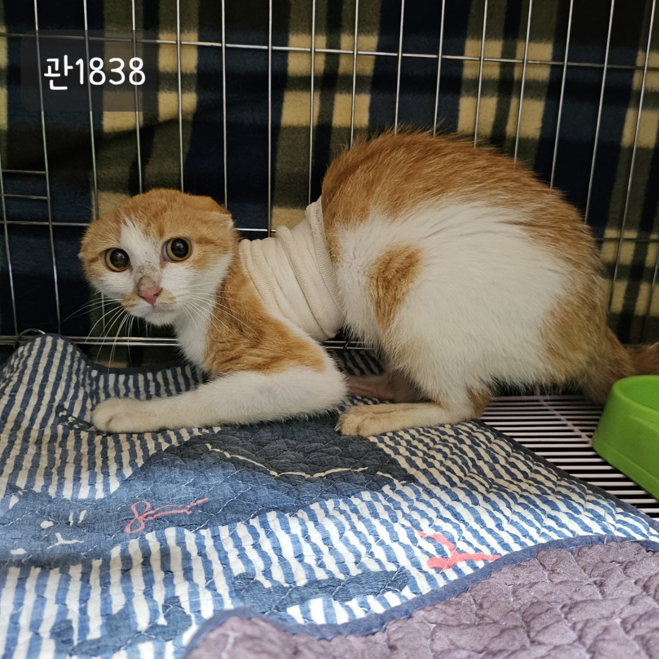 고양시동물보호센터_441394202301838