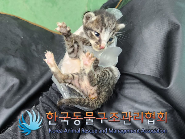 한국동물구조관리협회_441560202301081