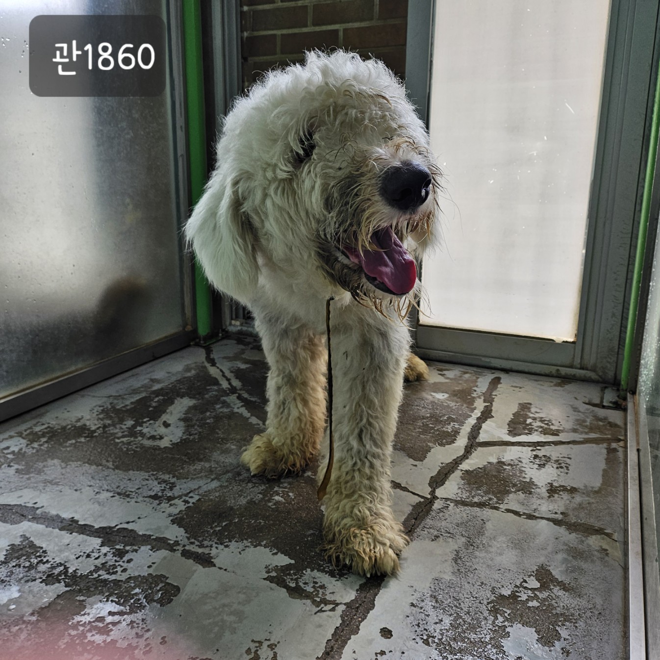 고양시동물보호센터_441394202301860