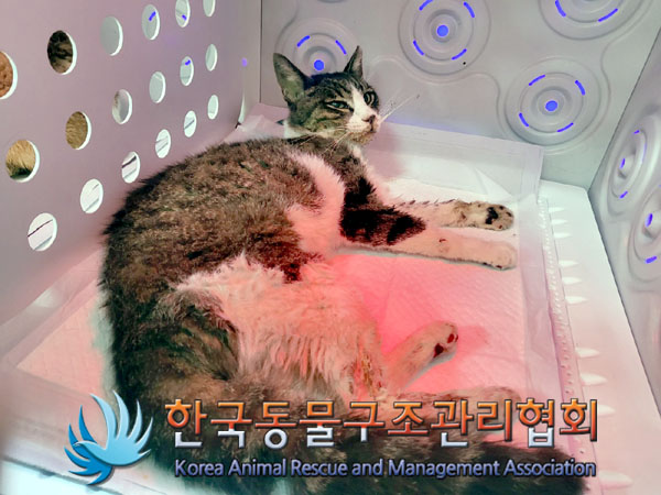 한국동물구조관리협회_411306202300602