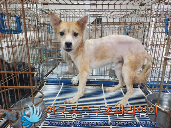 한국동물구조관리협회_411316202300654
