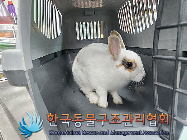 종료(입양) 토끼의…