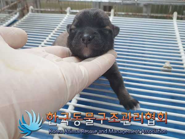 보호중 믹스견의 가…