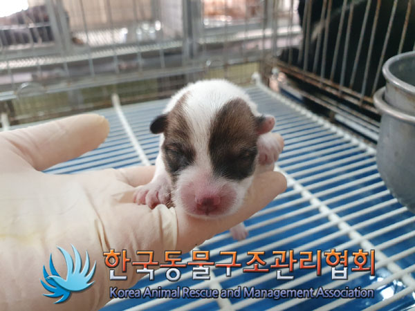 한국동물구조관리협회_441560202301087