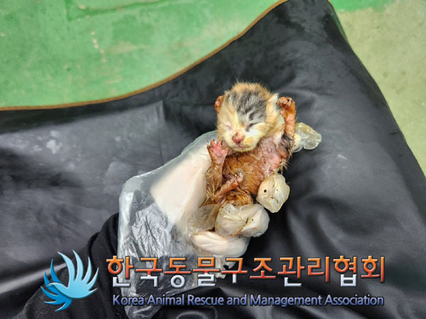 한국동물구조관리협회_411323202300796