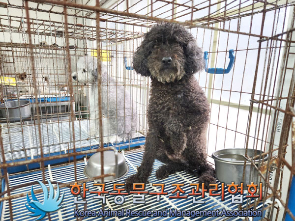 보호중 푸들의 가족…