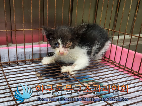 한국동물구조관리협회_411310202300419
