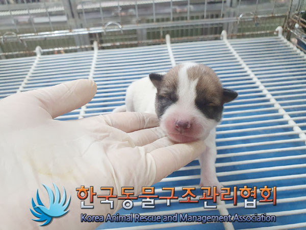 한국동물구조관리협회_441560202301089