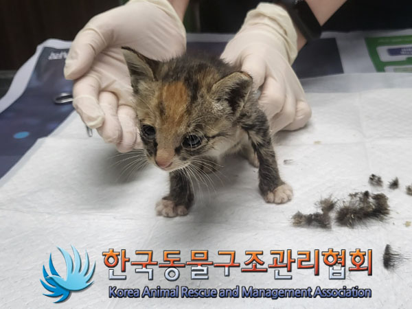 한국동물구조관리협회_441559202300926
