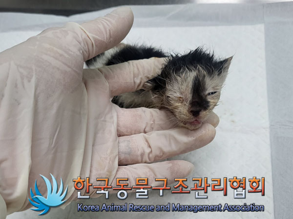한국동물구조관리협회_441382202300624